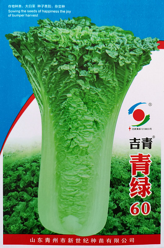青绿60——白菜